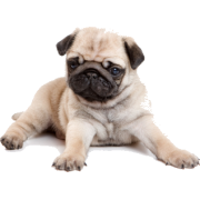 Mops - Animais - 