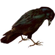 Raven - 動物 - 