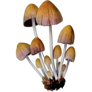 mushroom - 植物 - 