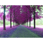 Purple Nature - 背景 - 