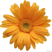 Orange Daisy  - Natural - 