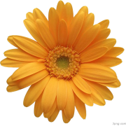 Orange Daisy  - Priroda - 