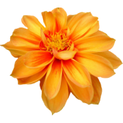 Orange Flower 1 - Plantas - 