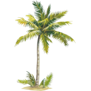 palm - Rastline - 