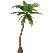 palm - 植物 - 