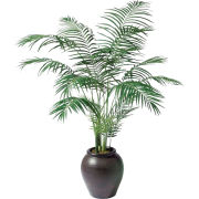 palm tree pot - Uncategorized - 