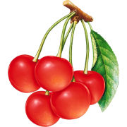 Cherry - フルーツ - 