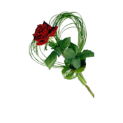 ruža - Plants - 