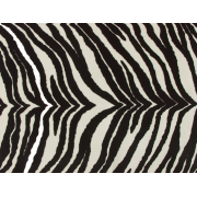zebra - 背景 - 