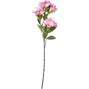 pink flowers - Uncategorized - 