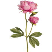 pink peonies flowers - Uncategorized - 
