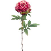 pink peonies flowers - Uncategorized - 