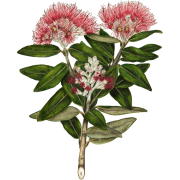 plant Pohutukawa art by Sarah Featon - Ilustracije - 