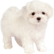 puppy - 动物 - 
