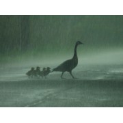 rainy - Nature - 