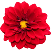Red Flower - Растения - 