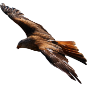 red tail hawk flying - Animali - 