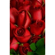 roses - My photos - 