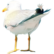 seagull - Животные - 