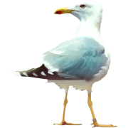 seagull - 動物 - 
