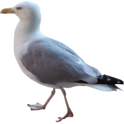 seagull - 動物 - 