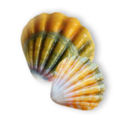 Seashell Yellow - Predmeti - 