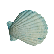 Seashell Blue - Objectos - 