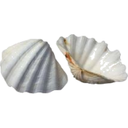 seashells - Реквизиты - 