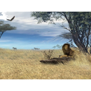 Safari - Background - 
