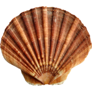 Shell.png - Narava - 