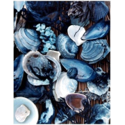 shells - Priroda - 