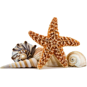 shells - Živali - 