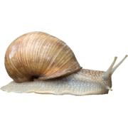 snail - Zwierzęta - 