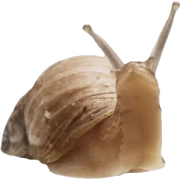 snail - Zwierzęta - 
