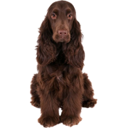 spaniel dog - 动物 - 