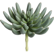 succulent - Plantas - 