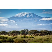 tanzania elephants photo - Moje fotografije - 