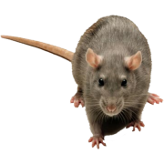 Mice - 動物 - 