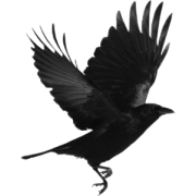 ptica gavran - 動物 - 
