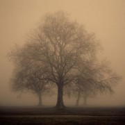 Tree - My photos - 