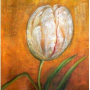 Tulip - My photos - 