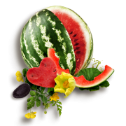 watermelon - Comida - 
