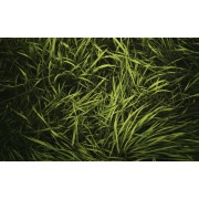 Grass - Fundos - 