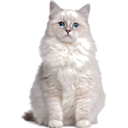 white cat - Uncategorized - 