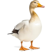 white duck - Животные - 