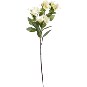 white flowers - Uncategorized - 