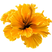 Yellow Orange Flower - Rośliny - 