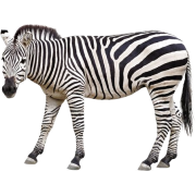 zebra - Animals - 