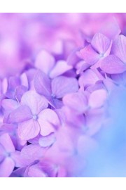 Flowers - Minhas fotos - 