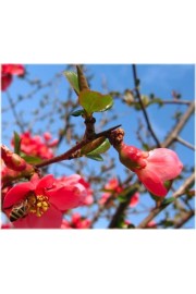 Spring - My photos - 